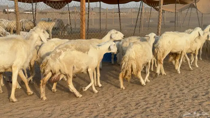غنم حريات حرش خلفات صنف عددها 58 معاها 58 وفحلين 26