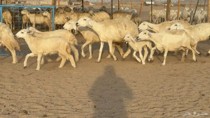 غنم حريات حرش خلفات صنف عددها 58 معاها 58 وفحلين 9