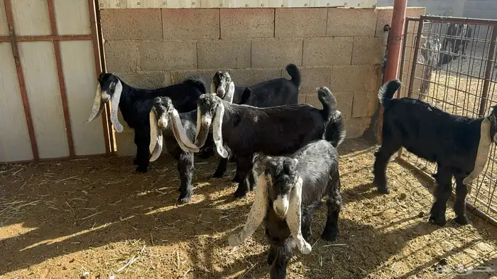تيوس ذبايح عوارض بالارطاوية للبيع العمر ثلاث شهور 0