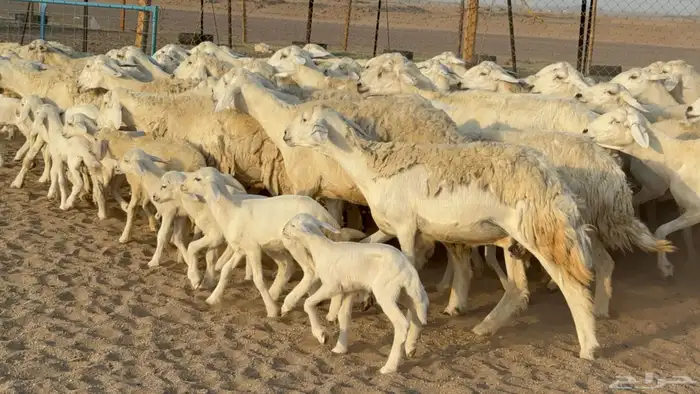غنم حريات حرش خلفات صنف عددها 58 معاها 58 وفحلين 16
