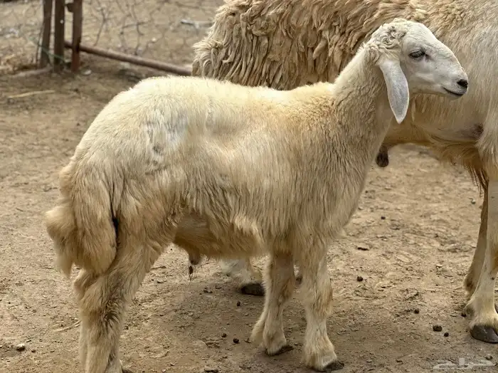 مشروع فحل حري صنف تم البيع 2