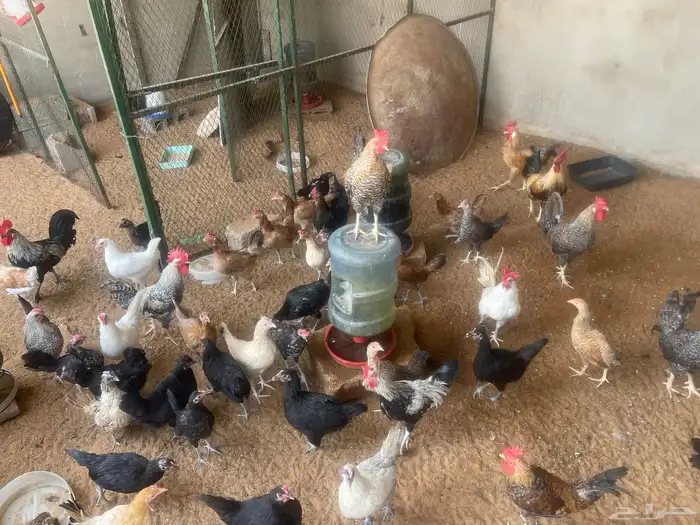 دجاج مشكل للبيع بياض وبشاير 2