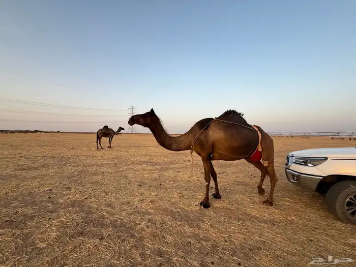 مجاهيم ضرايب للبيع 7