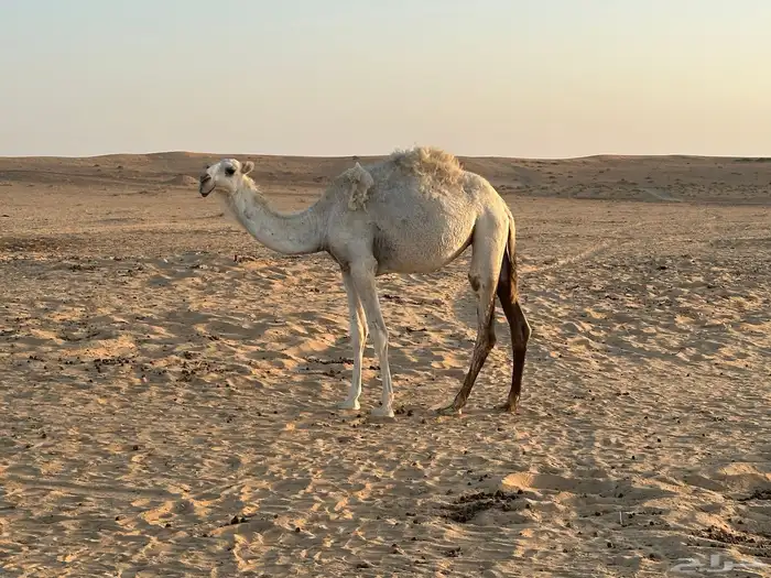 قعود للبيع ماسيم 1