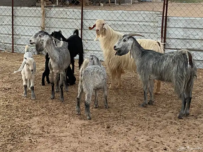 ثلاث معزاء وفحل عليها ثلاثه تيوس 0
