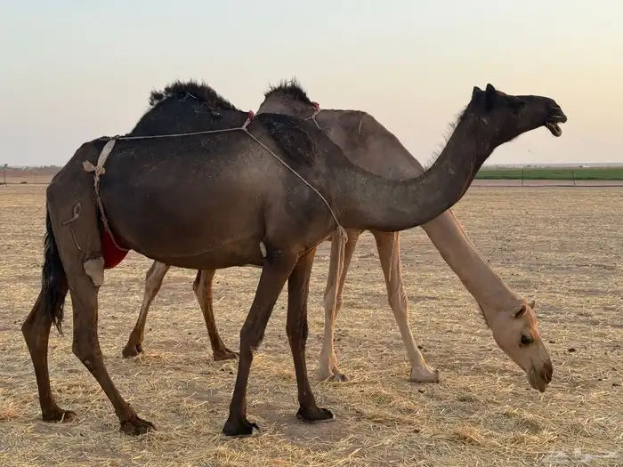 مجاهيم ضرايب للبيع 8