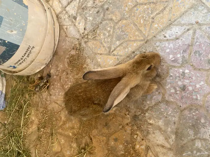 ارانب ذكر وثنتين اناثي 0