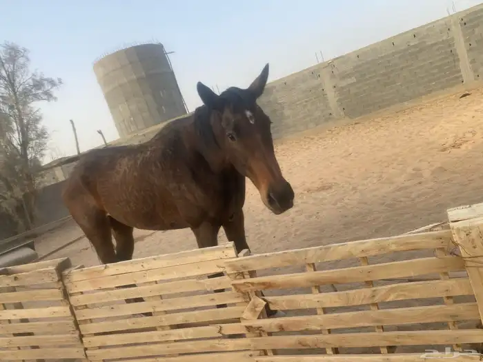 خيل مهره انقليزي 4 سنوات 0
