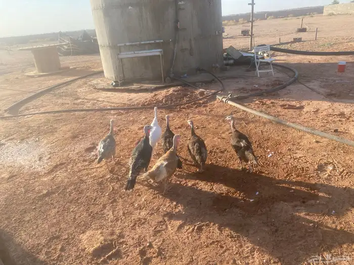 دجاج رومي العدد 7 يرجن 1