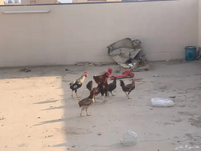 دجاج بلدي 9
