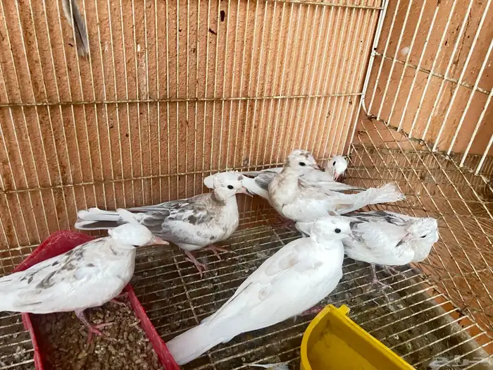 بيشة قماري للبيع 0