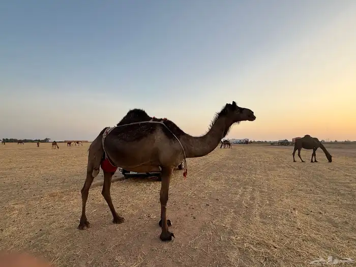 مجاهيم ضرايب للبيع 3