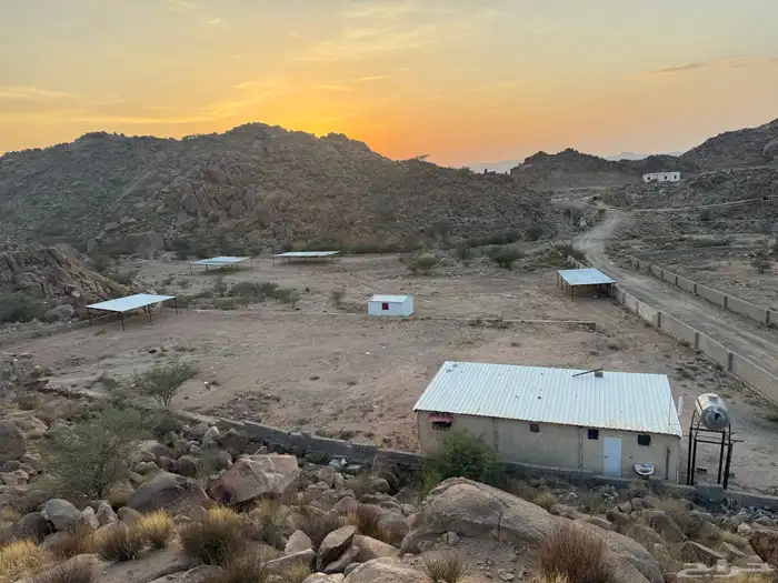 تربية اغنام 0