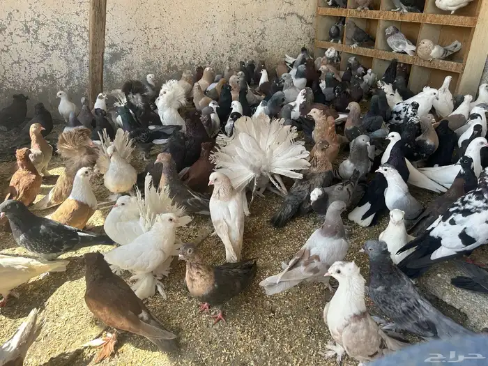 مجموعة حمام اتراك وحمام مشكل للبيع 0