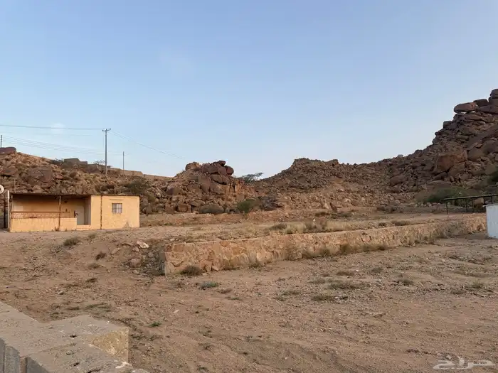 تربية اغنام 1