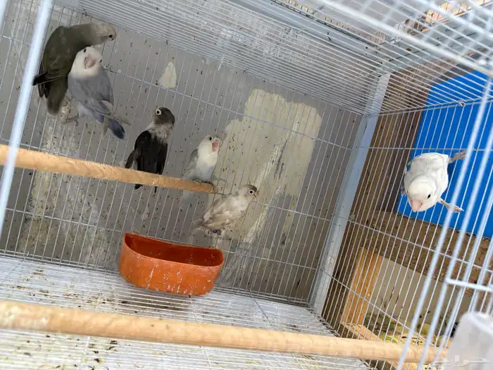 حظيرة روز 35 حبة 2
