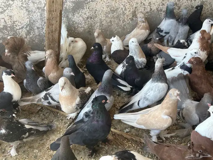 مجموعة حمام اتراك وحمام مشكل للبيع 5