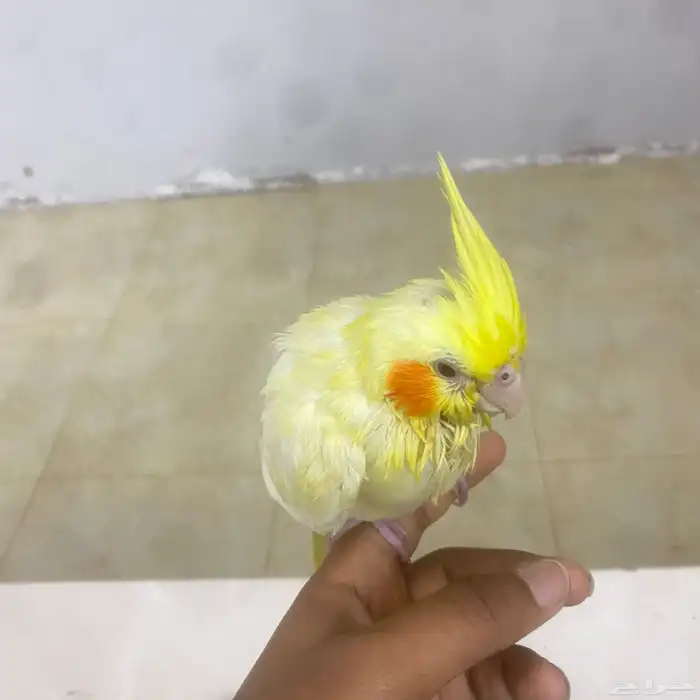 كروان ضايع الموقع البدايع حي الخليج الطير اول ماتناديه يجيك 3