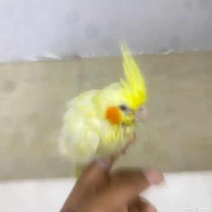 كروان ضايع الموقع البدايع حي الخليج الطير اول ماتناديه يجيك 4