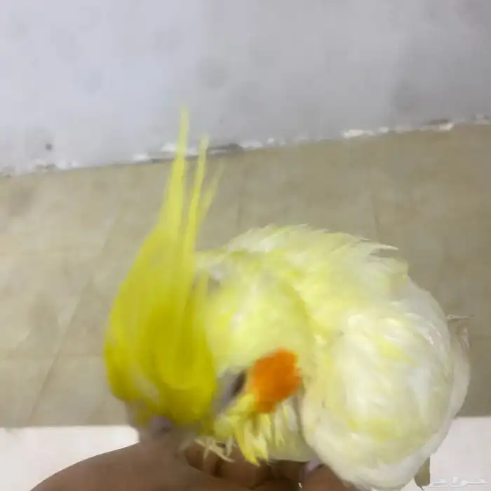 كروان ضايع الموقع البدايع حي الخليج الطير اول ماتناديه يجيك 0