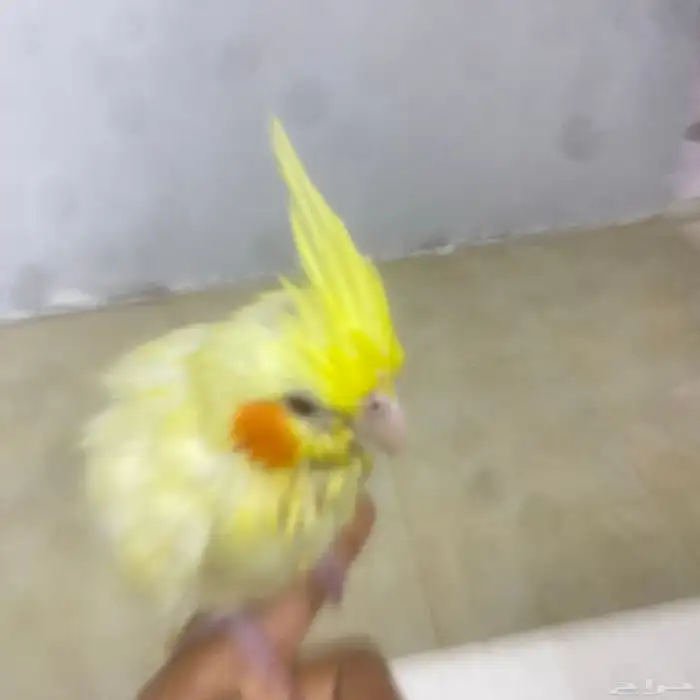 كروان ضايع الموقع البدايع حي الخليج الطير اول ماتناديه يجيك 1