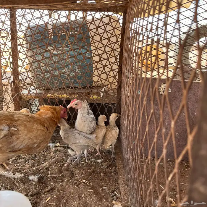 دجاجه راجن 1