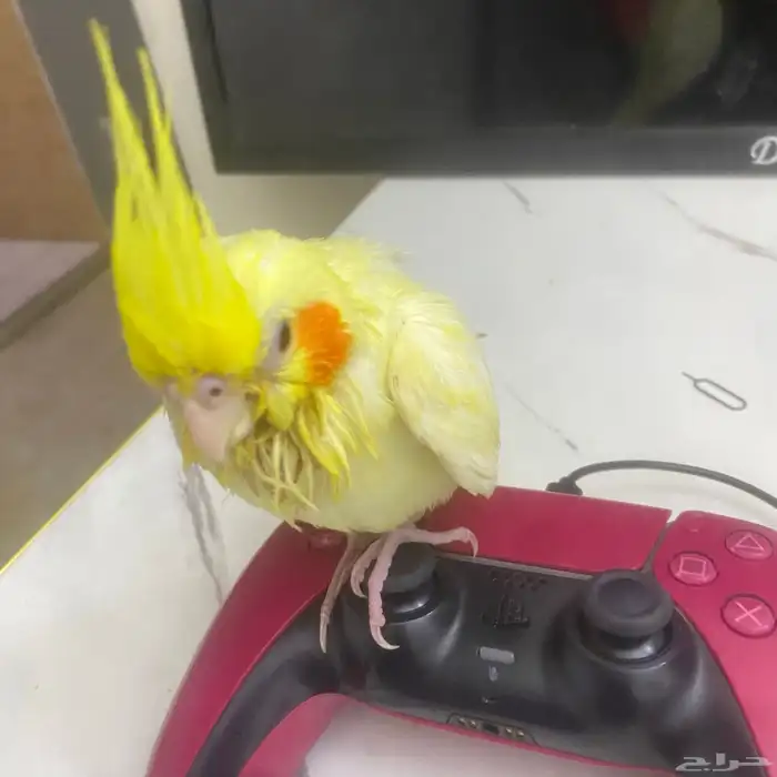 كروان ضايع الموقع البدايع حي الخليج الطير اول ماتناديه يجيك 2