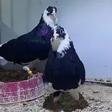 مطلوب حمام قطايف بسعر رخيص 0