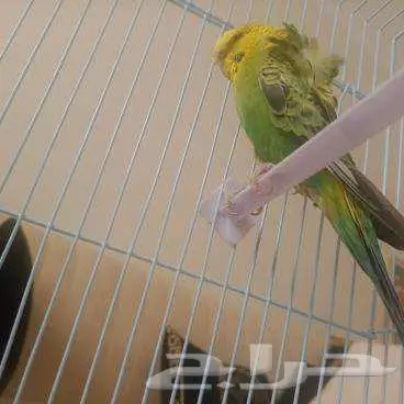 بادجي أنجليزي فصيلة نادرة وأليف 0