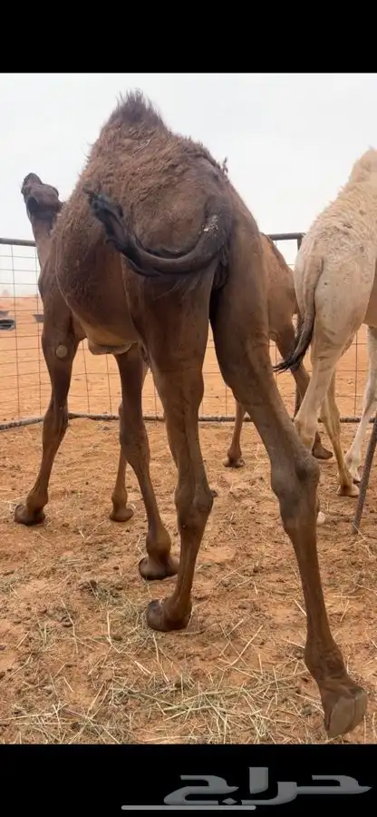 قعود كفو سمين وعلى جميع الشروط 0