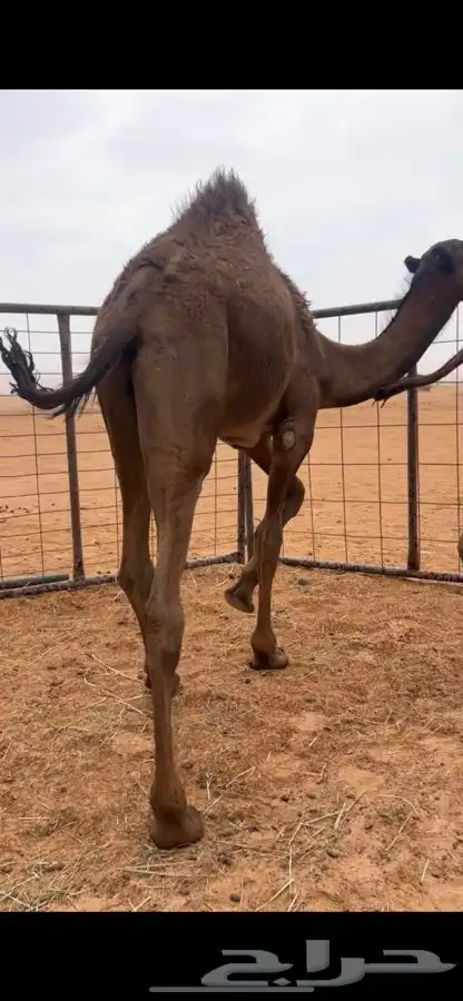 قعود كفو سمين وعلى جميع الشروط 1