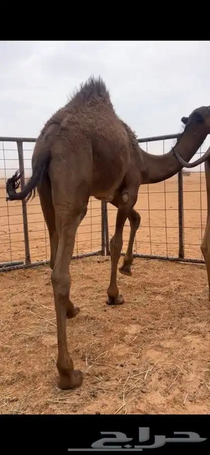 قعود كفو سمين وعلى جميع الشروط 3