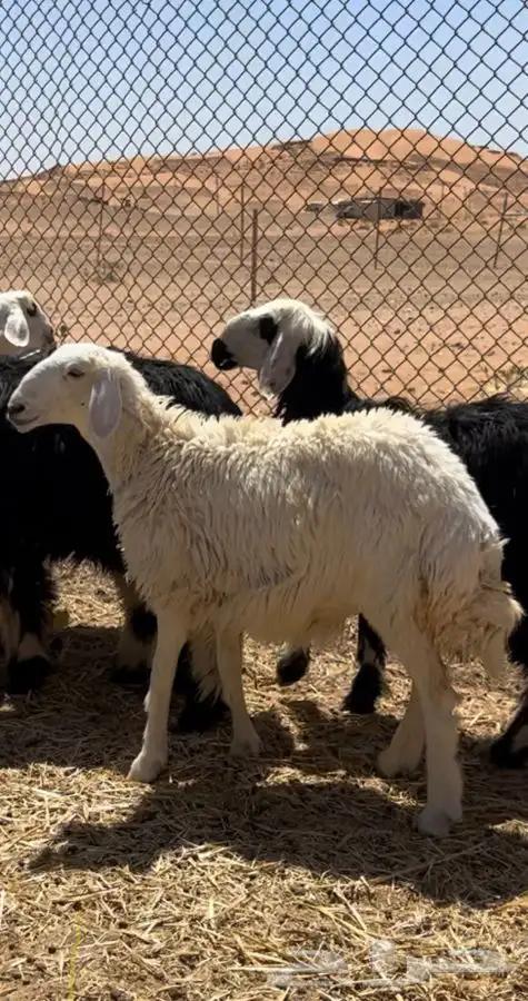 ذبايح طيبه ونظيفه 3