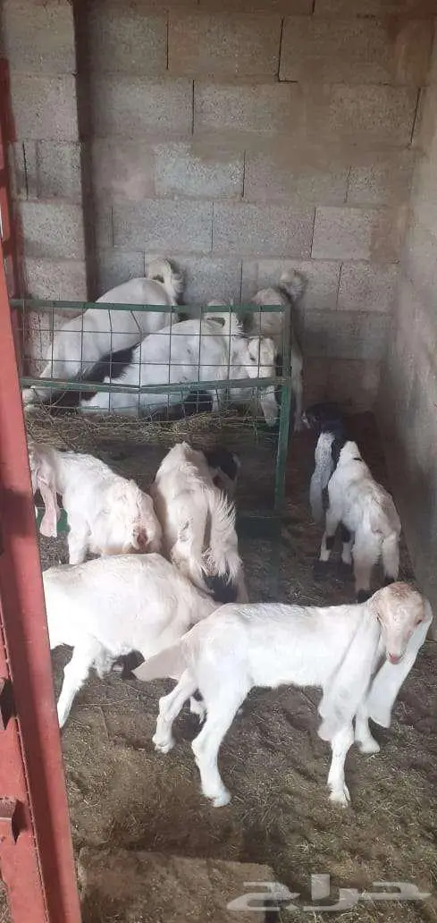 ماعز مشروكة بيع مستعجل 2