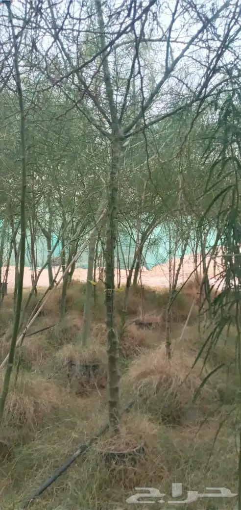 بنسيانا احجام كبيرة  ياسمين هندي  جوافة تايلندي  وسدر  وتين 19