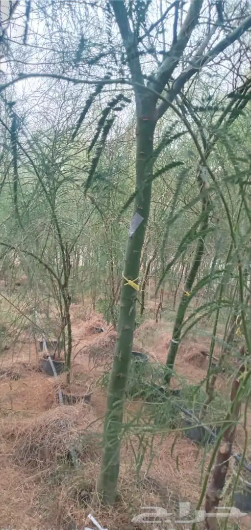 اشجار النيم واللبخ واللوز البجلي (ارتفاع 5 متر واكثر  نجران 7