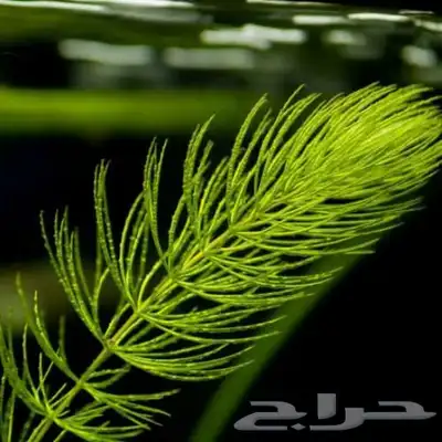 فوكس تيل نبات مائي index