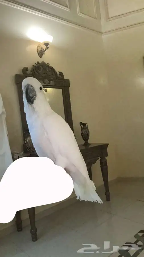 طير كيكاتو 0