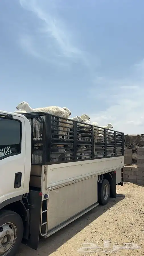 دينه سوبر جامبو خميس مشيط الى اي اتجاه 1