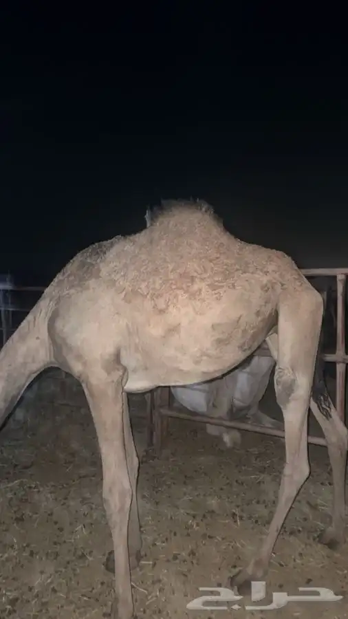 بكره حقه للبيع 0
