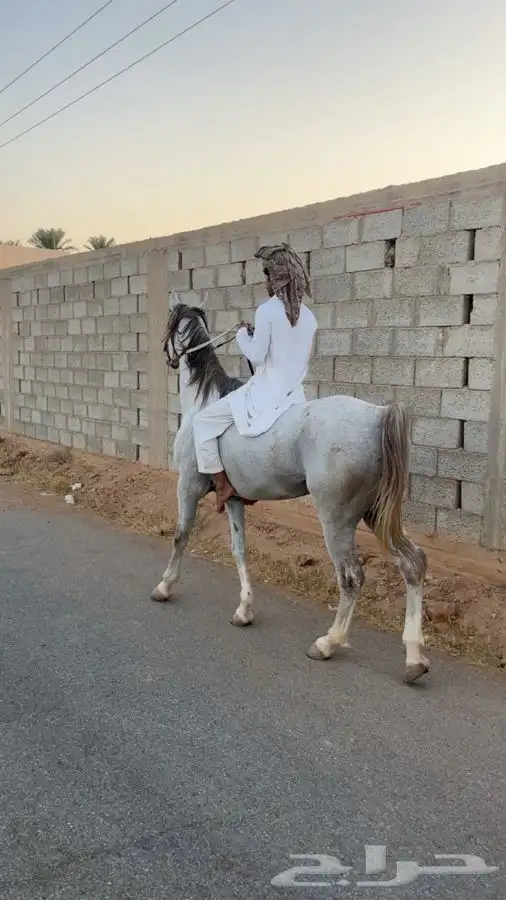 حصان شعبي 0