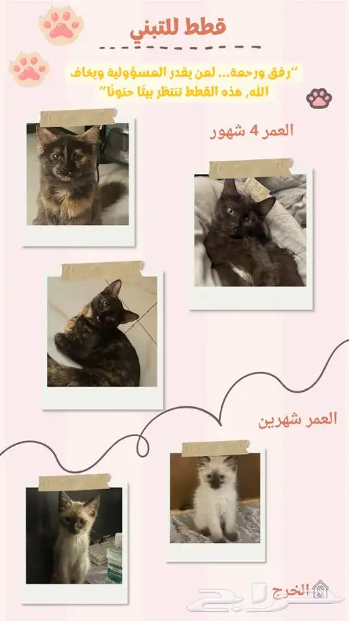 قطط للتبني 0