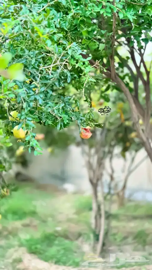 رمان بيده الباحه 3