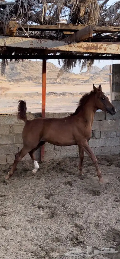 حصان شعبي شيخ طرب 5