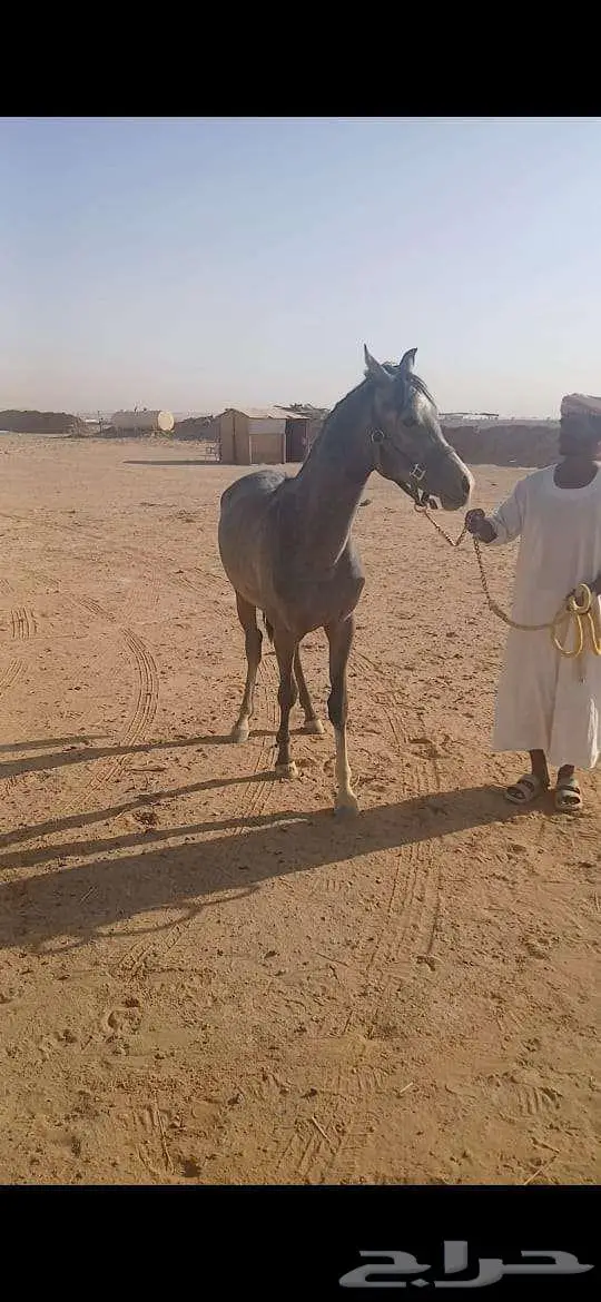 حصان مهر أشعل واهو أصيل 0