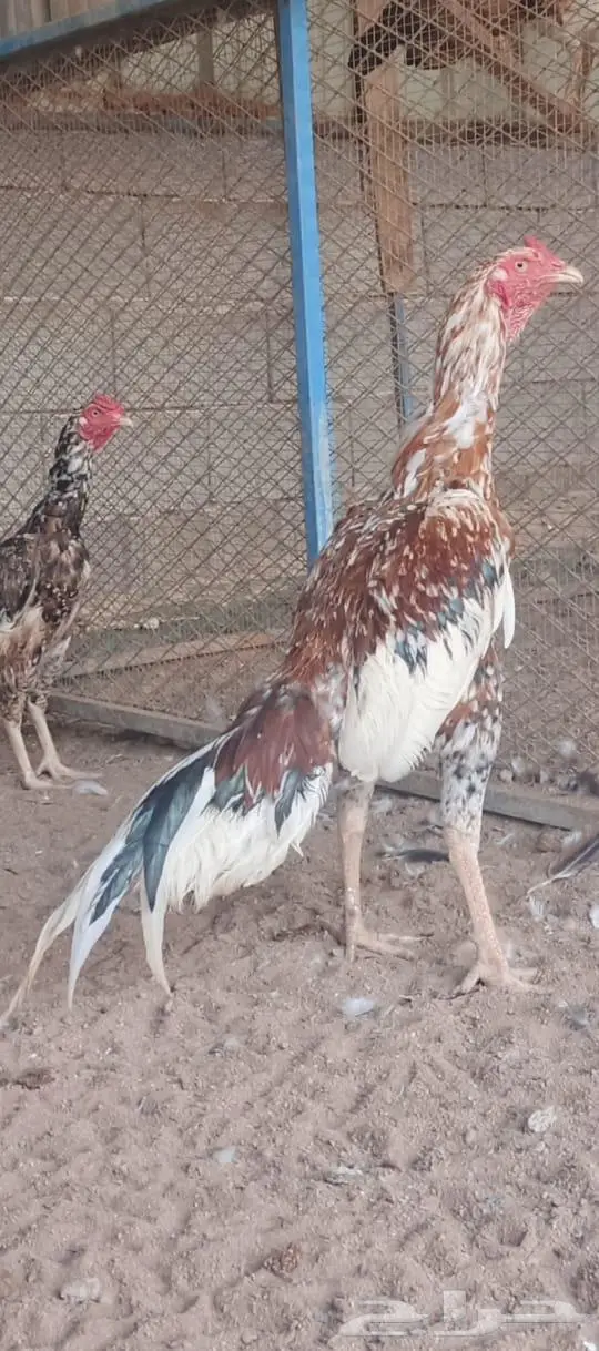 العرض السادس 0