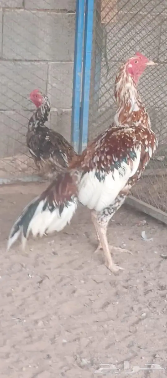 العرض السادس 2