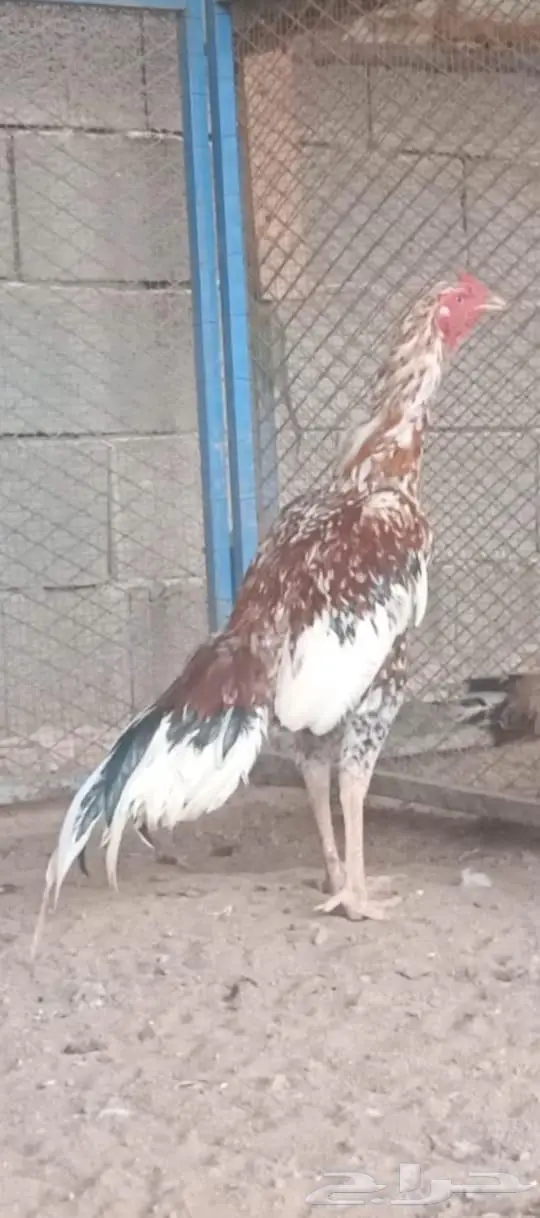 العرض السادس 1