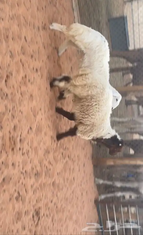 خروف نعمي ورخل حريه 2