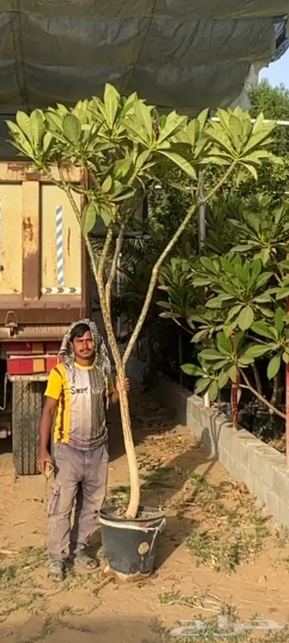 اشجار النيم واللبخ واللوز البجلي (ارتفاع 5 متر واكثر  نجران 2